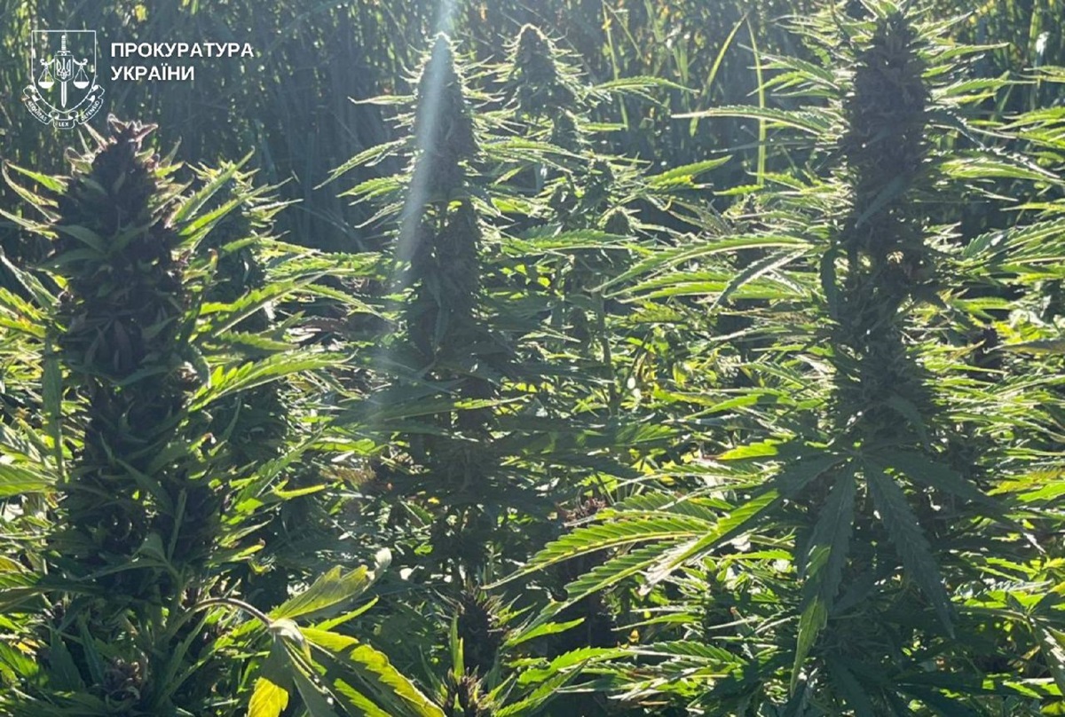 Новини України - На Вінниччині викрили наркоугруповання з мільйонними прибутками