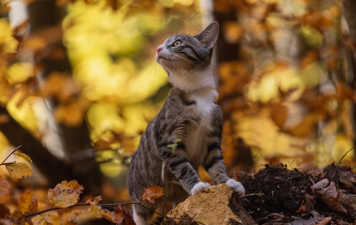 Новини України - Синоптики спрогнозували, якою буде погода в Україні в жовтні