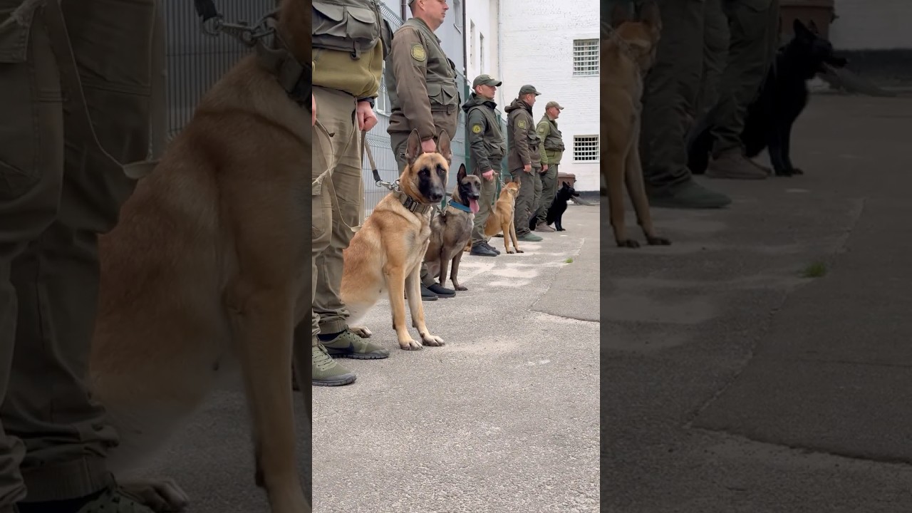 Собаки, які знаходять все