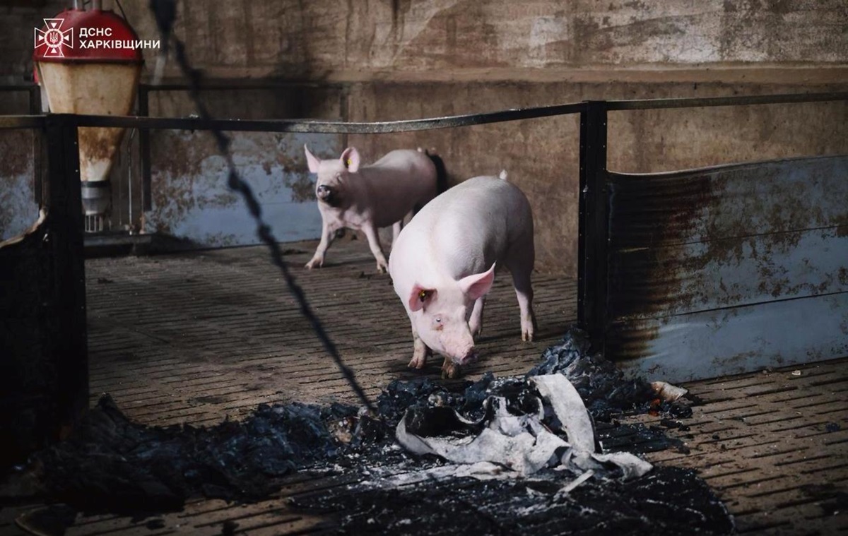 Новини України - Атака "шахедів": на Харківщині загинули 13 тисяч свиней