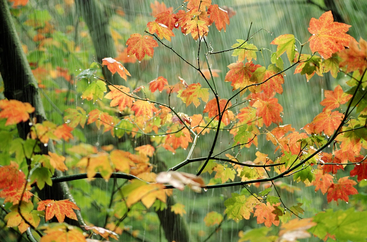 Новини України - Дощі та грози, з потеплінням до +20°: погода на вихідні
