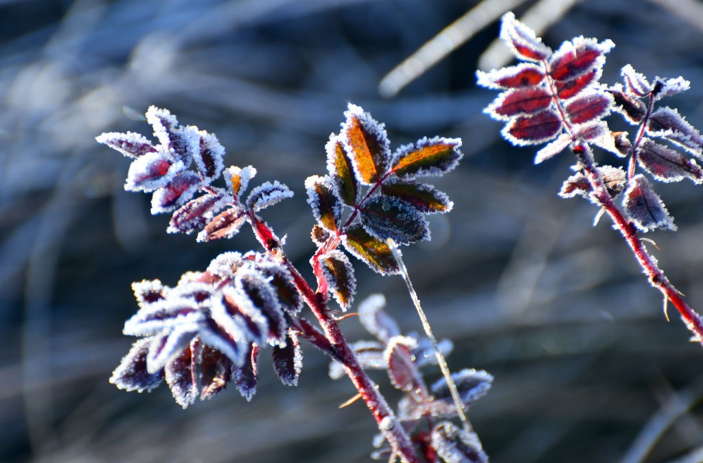 Новини України - Дощі та нічні заморозки: погода на початок тижня