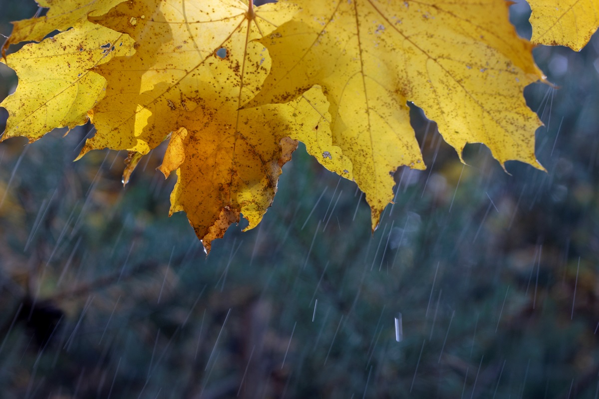 Новини України - Дощі та тумани: прогноз погоди на початок тижня