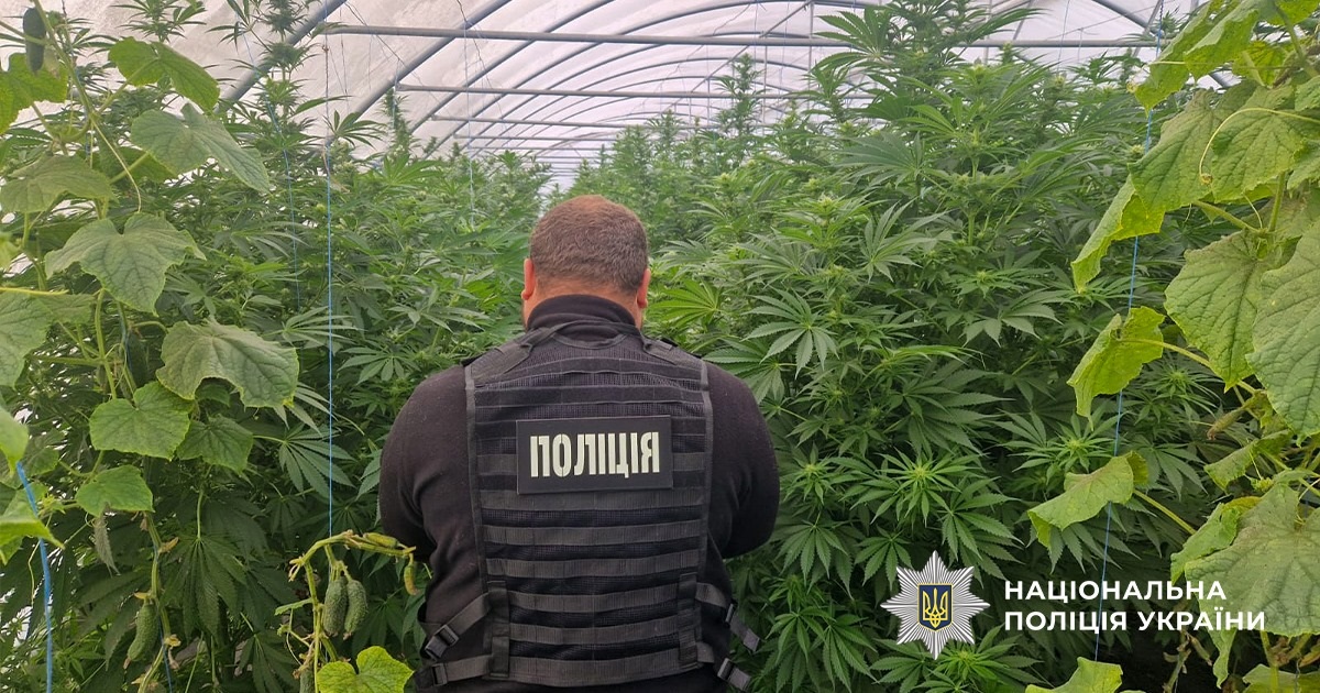 Новини України - На Дніпропетровщині викрили наркоаграріїв