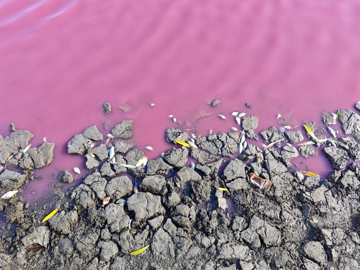 Новини України - На Одещині зафіксували масову загибель риби у рожевій водоймі