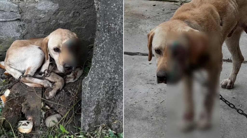 Новини України - На Закарпатті чоловік тягнув собаку, прив'язавши її до мототрактора