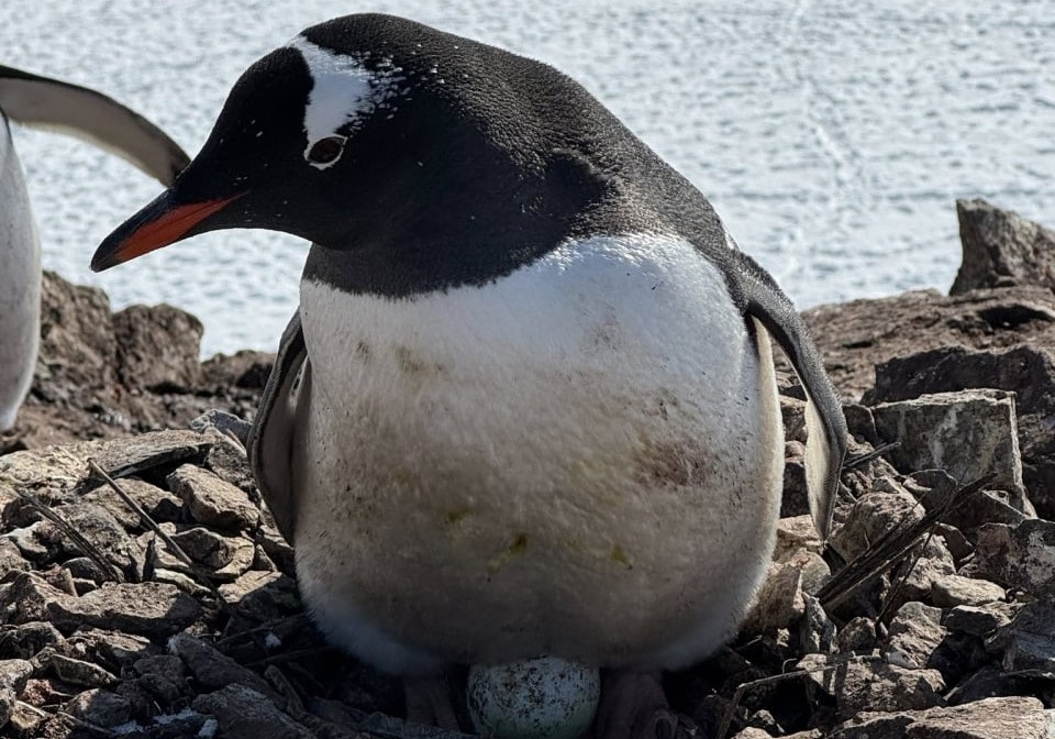 Новини світу - Пінгвіни біля станції Вернадський висадили перше яйце сезону