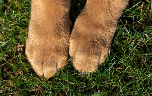 Прив’язав собаку та тягнув за авто: власнику загрожує до восьми років