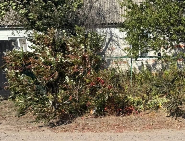 Новини України - Росіяни вбили жительку Харківщини