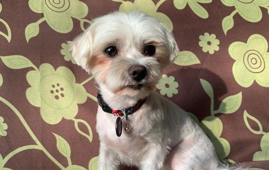 Новини Києва - У Києві судитимуть чоловіка, який вбив собаку