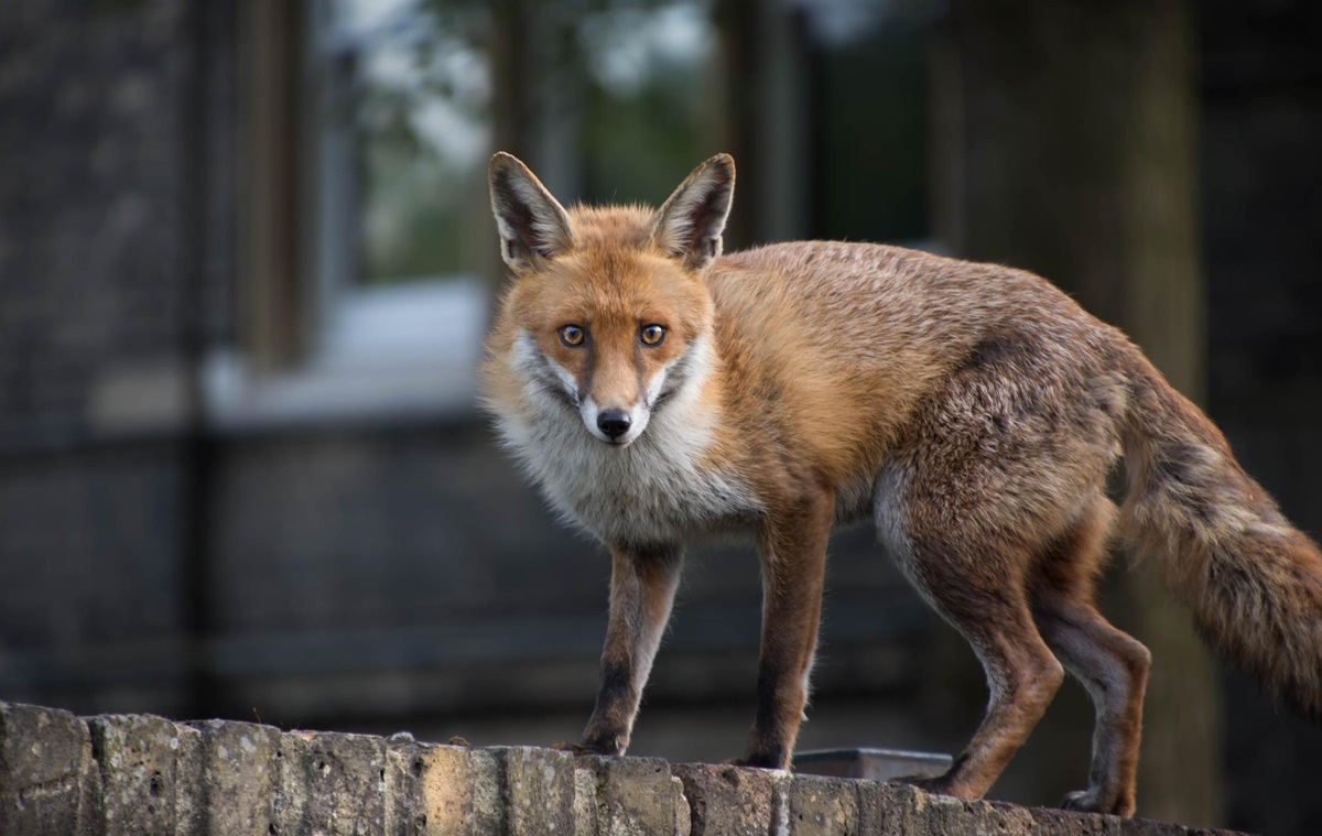 Новини Києва - В одному з районів Києва запровадили карантин через сказ у лисиці