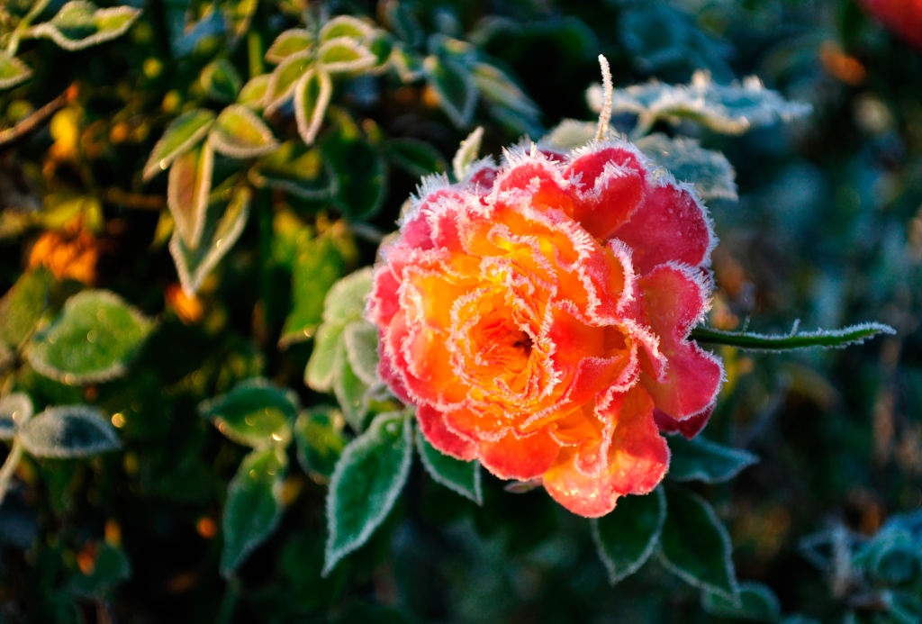 Новини України - В Україні оголосили жовтий рівень небезпеки через заморозки