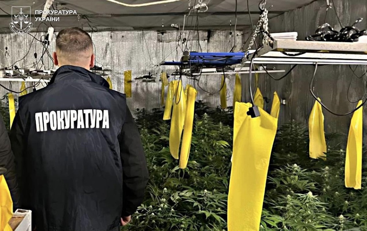 Вирощування коноплі у підвалі будинку: викрито групу наркоділків