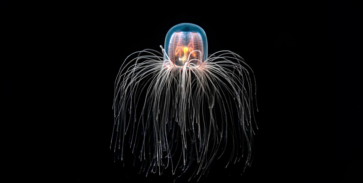 Найдивніші тварини світу