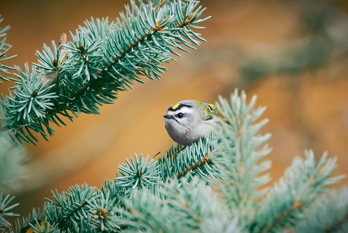 Новини культури - Гороскоп для всіх знаків зодіаку на 4 грудня 2025 року