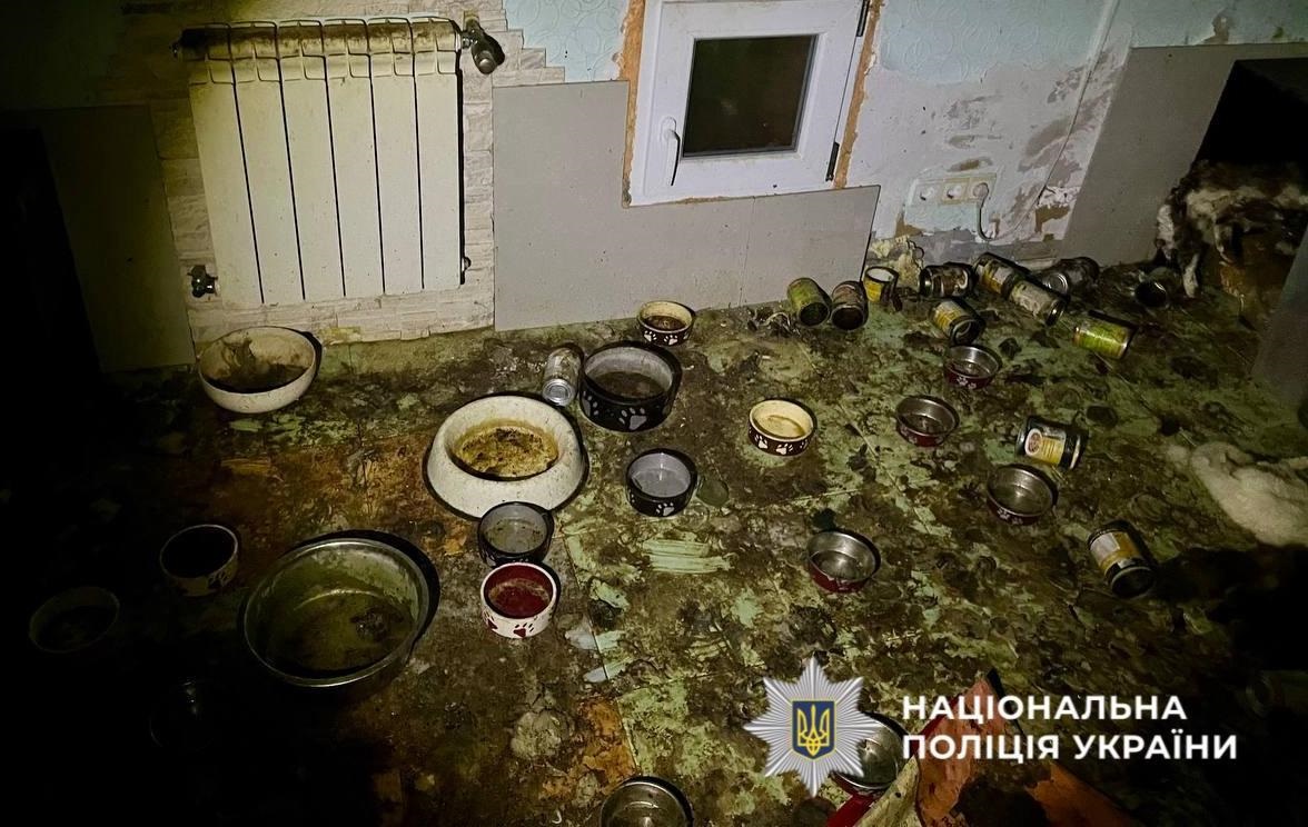 Загибель понад 50 котів на Київщині: стали відомі нові деталі