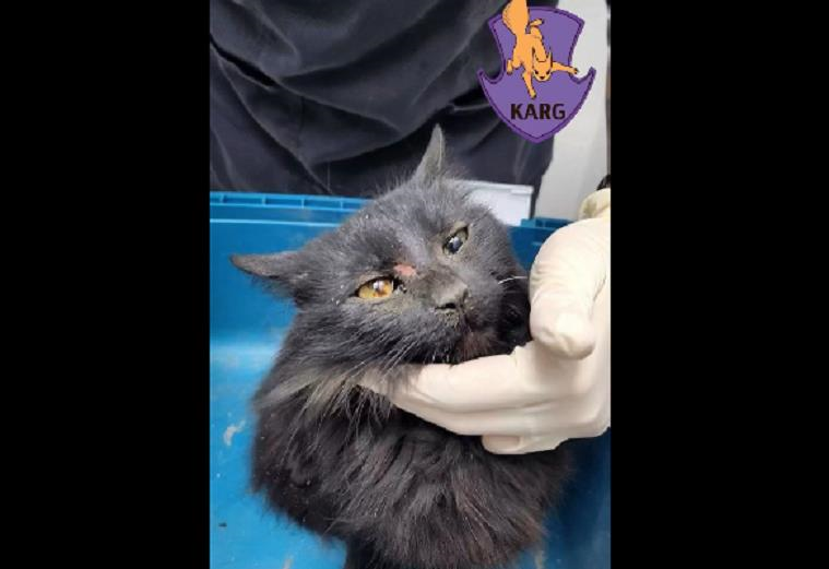 У Києві врятували кішку, яка впала з 9-го поверху