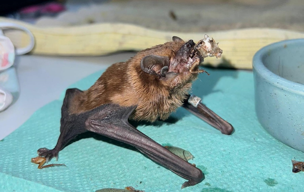 У Харкові врятували понад 900 кажанів